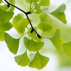 Ginkgo Tree Live Plants - Pack of 2, 8-12