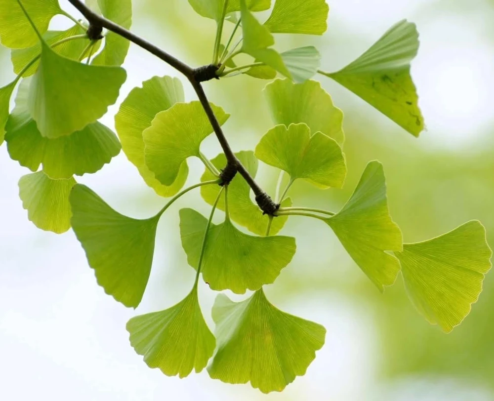 Ginkgo Tree Live Plants - Pack of 2, 8-12" Tall, Quart Pot, Hardy Outdoor - Image 7