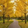 Ginkgo Tree Live Plants - Pack of 2, 8-12" Tall, Quart Pot, Hardy Outdoor - Image 1