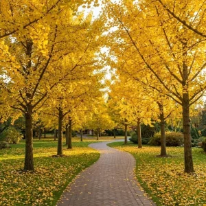 Ginkgo Tree Live Plants - Pack of 2, 8-12
