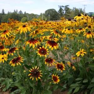 Gloriosa Daisy Seeds - Perennial Flower Seeds - 100 Seed Pack - Non-GMO - Image 10