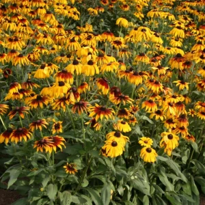 Gloriosa Daisy Seeds - Perennial Flower Seeds - 100 Seed Pack - Non-GMO - Image 11