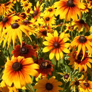 Gloriosa Daisy Seeds - Perennial Flower Seeds - 100 Seed Pack - Non-GMO - Image 12