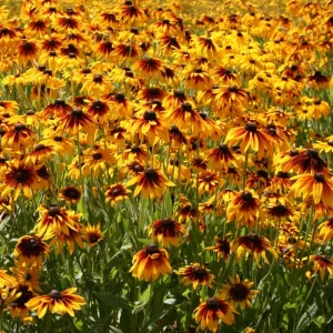 Gloriosa Daisy Seeds - Perennial Flower Seeds - 100 Seed Pack - Non-GMO - Image 13