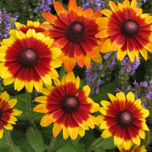 Gloriosa Daisy Seeds - Perennial Flower Seeds - 100 Seed Pack - Non-GMO - Image 14