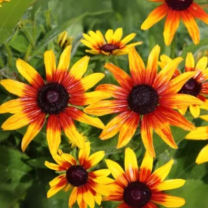 Gloriosa Daisy Seeds - Perennial Flower Seeds - 100 Seed Pack - Non-GMO - Image 15