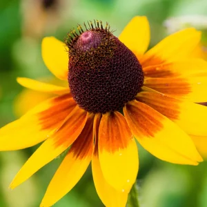 Gloriosa Daisy Seeds - Perennial Flower Seeds - 100 Seed Pack - Non-GMO - Image 2