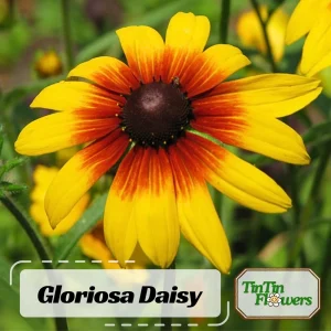 Gloriosa Daisy Seeds - Perennial Flower Seeds - 100 Seed Pack - Non-GMO - Image 1