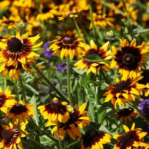 Gloriosa Daisy Seeds - Perennial Flower Seeds - 100 Seed Pack - Non-GMO - Image 3