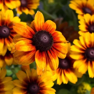 Gloriosa Daisy Seeds - Perennial Flower Seeds - 100 Seed Pack - Non-GMO - Image 4