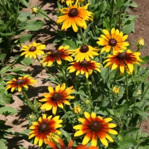 Gloriosa Daisy Seeds - Perennial Flower Seeds - 100 Seed Pack - Non-GMO - Image 5