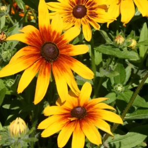 Gloriosa Daisy Seeds - Perennial Flower Seeds - 100 Seed Pack - Non-GMO - Image 6