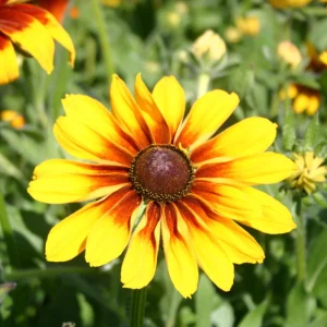 Gloriosa Daisy Seeds - Perennial Flower Seeds - 100 Seed Pack - Non-GMO - Image 7
