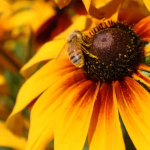 Gloriosa Daisy Seeds - Perennial Flower Seeds - 100 Seed Pack - Non-GMO - Image 8
