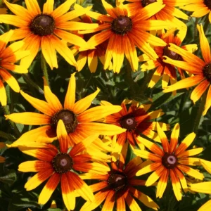 Gloriosa Daisy Seeds - Perennial Flower Seeds - 100 Seed Pack - Non-GMO - Image 9