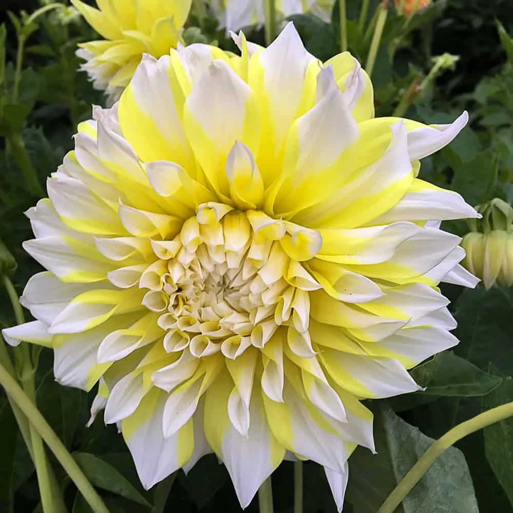 Grand Prix Dahlia Flower Seeds - 40+ Heirloom, Open Pollinated Seeds - Image 10