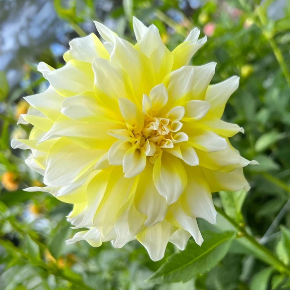 Grand Prix Dahlia Flower Seeds - 40+ Heirloom, Open Pollinated Seeds - Image 11
