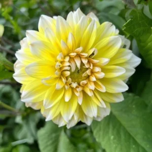 Grand Prix Dahlia Flower Seeds - 40+ Heirloom, Open Pollinated Seeds - Image 12