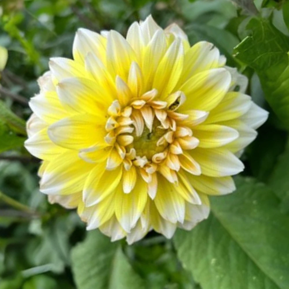 Grand Prix Dahlia Flower Seeds - 40+ Heirloom, Open Pollinated Seeds - Image 12