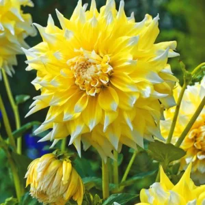 Grand Prix Dahlia Flower Seeds - 40+ Heirloom, Open Pollinated Seeds - Image 13