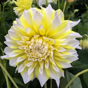 Grand Prix Dahlia Flower Seeds - 40+ Heirloom, Open Pollinated Seeds - Image 15