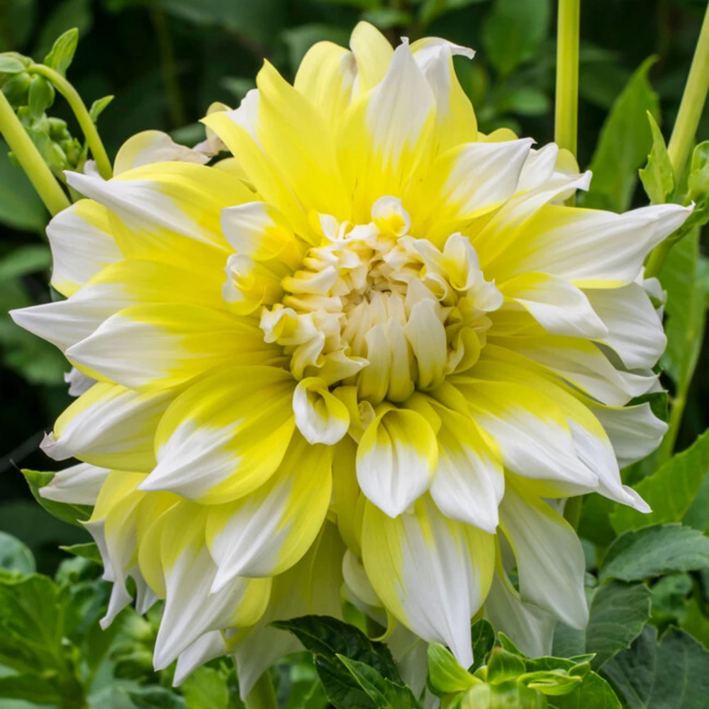Grand Prix Dahlia Flower Seeds - 40+ Heirloom, Open Pollinated Seeds - Image 16