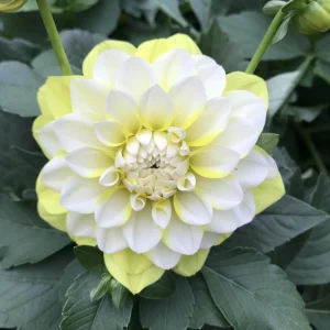 Grand Prix Dahlia Flower Seeds - 40+ Heirloom, Open Pollinated Seeds - Image 17