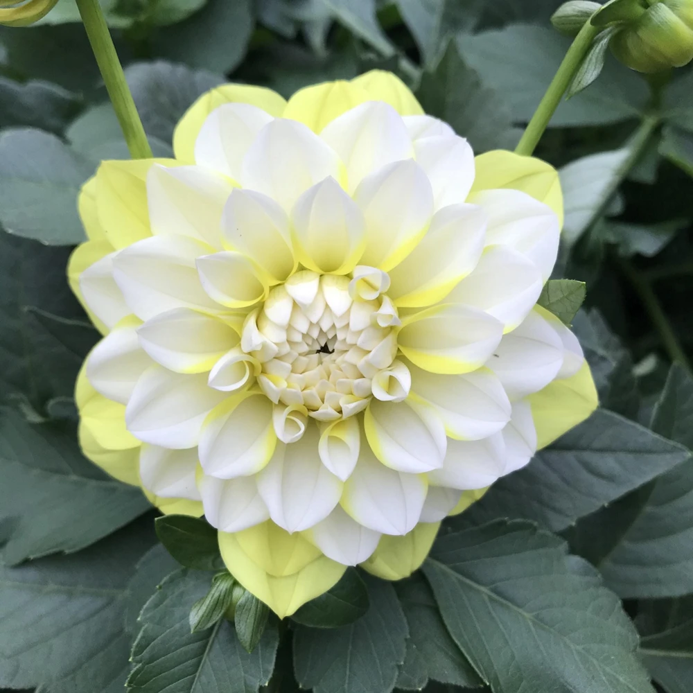 Grand Prix Dahlia Flower Seeds - 40+ Heirloom, Open Pollinated Seeds - Image 17