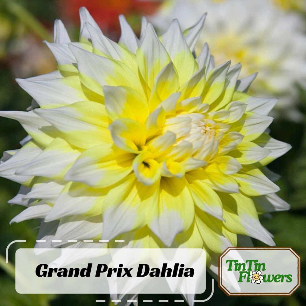 Grand Prix Dahlia Flower Seeds - 40+ Heirloom, Open Pollinated Seeds - Image 2