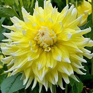 Grand Prix Dahlia Flower Seeds - 40+ Heirloom, Open Pollinated Seeds - Image 3