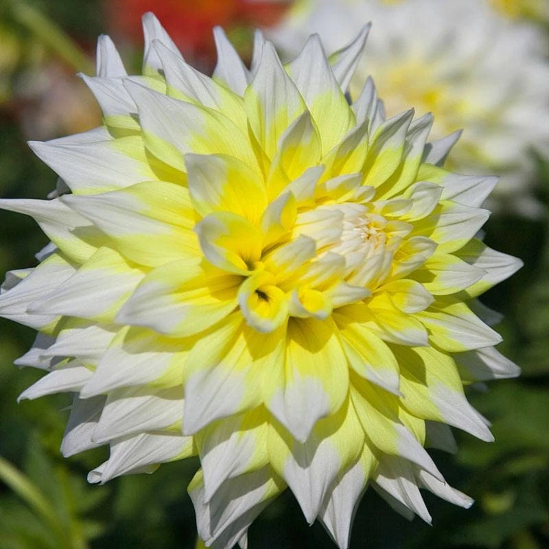 Grand Prix Dahlia Flower Seeds - 40+ Heirloom, Open Pollinated Seeds - Image 4