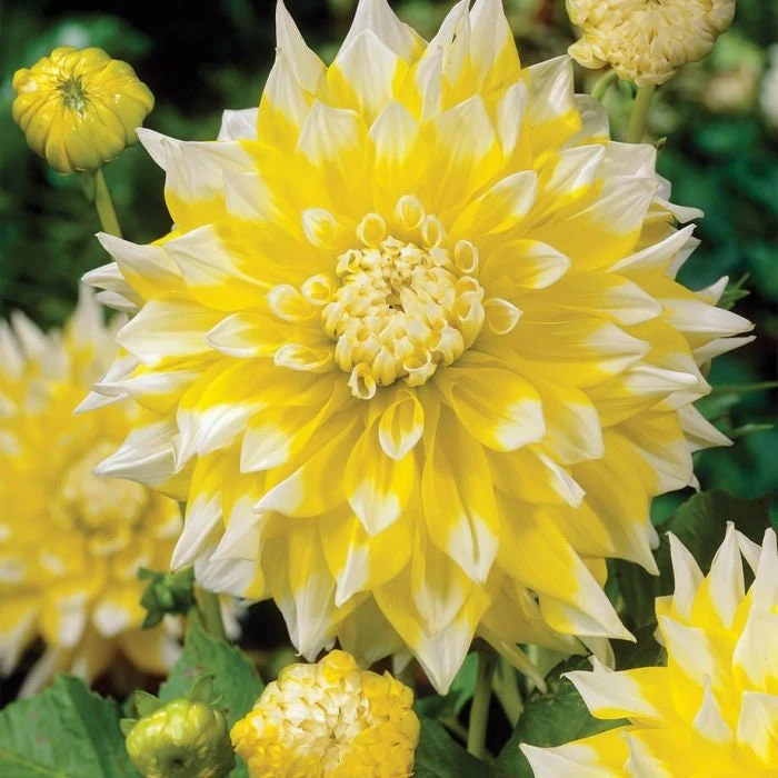Grand Prix Dahlia Flower Seeds - 40+ Heirloom, Open Pollinated Seeds - Image 5