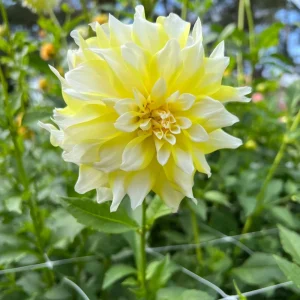 Grand Prix Dahlia Flower Seeds - 40+ Heirloom, Open Pollinated Seeds - Image 6