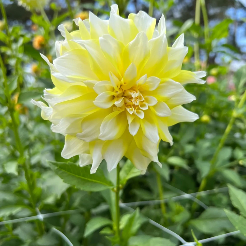 Grand Prix Dahlia Flower Seeds - 40+ Heirloom, Open Pollinated Seeds - Image 6