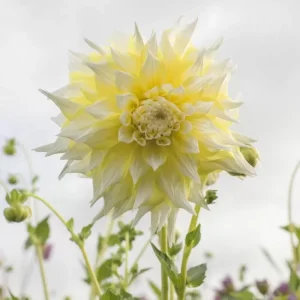 Grand Prix Dahlia Flower Seeds - 40+ Heirloom, Open Pollinated Seeds - Image 7