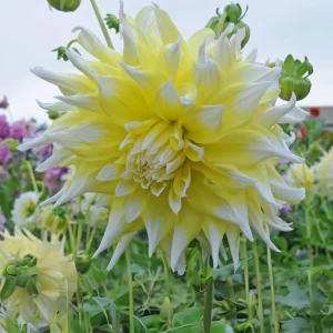 Grand Prix Dahlia Flower Seeds - 40+ Heirloom, Open Pollinated Seeds - Image 8