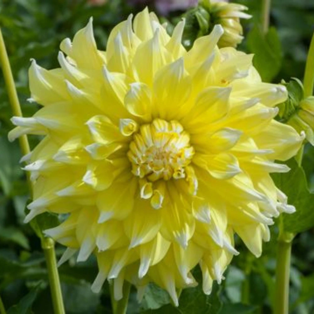 Grand Prix Dahlia Flower Seeds - 40+ Heirloom, Open Pollinated Seeds - Image 9