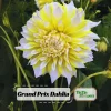 Grand Prix Dahlia Flower Seeds - 40+ Heirloom, Open Pollinated Seeds - Image 1