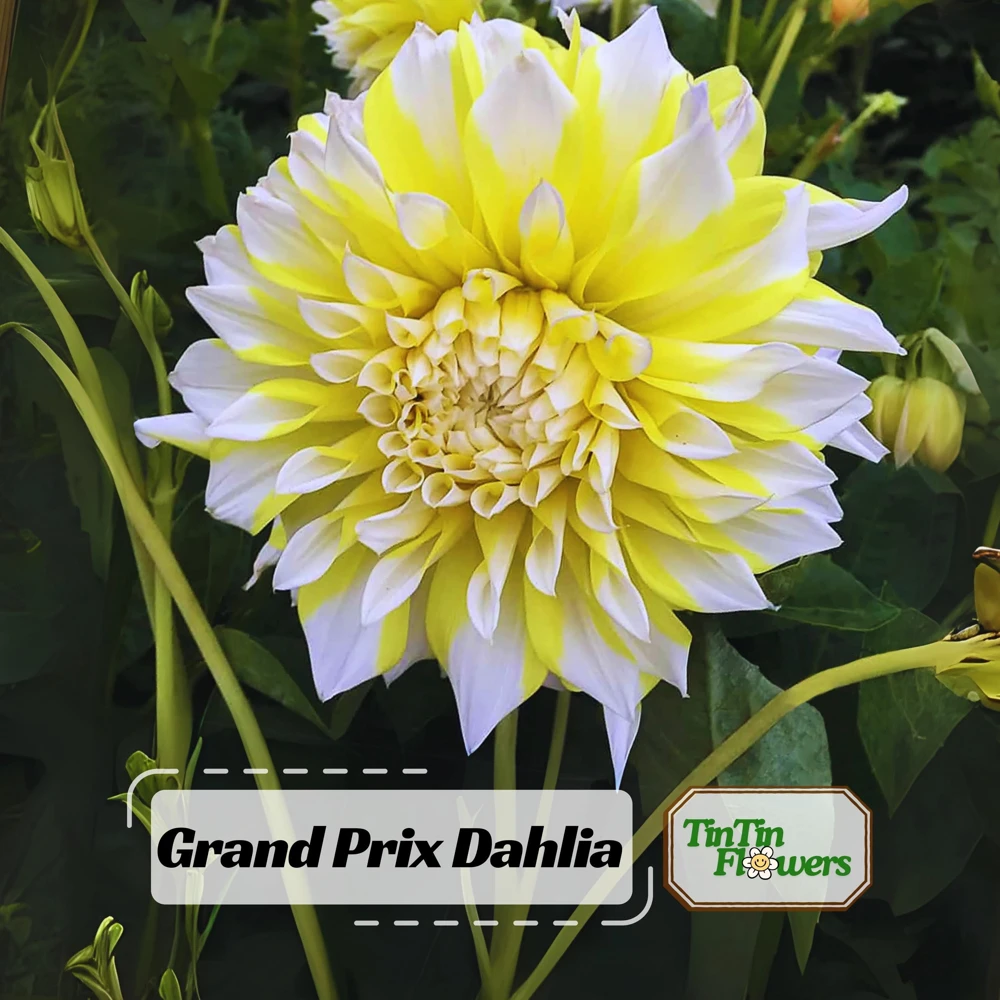 Grand Prix Dahlia Flower Seeds - 40+ Heirloom, Open Pollinated Seeds - Image 1