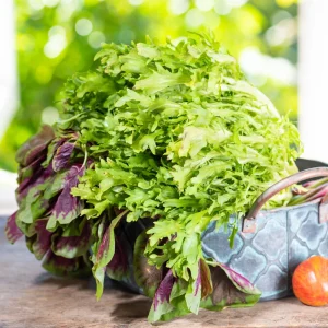 Green Curled Ruffec Endive Seeds - 50 Count - Frilly Leafy Vegetable - Image 11