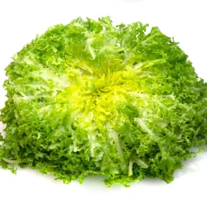 Green Curled Ruffec Endive Seeds - 50 Count - Frilly Leafy Vegetable - Image 12