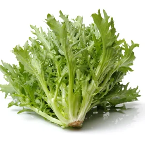 Green Curled Ruffec Endive Seeds - 50 Count - Frilly Leafy Vegetable - Image 13
