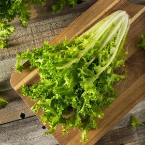 Green Curled Ruffec Endive Seeds - 50 Count - Frilly Leafy Vegetable - Image 2