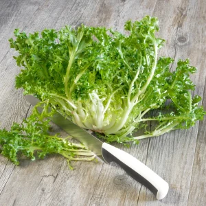 Green Curled Ruffec Endive Seeds - 50 Count - Frilly Leafy Vegetable - Image 9