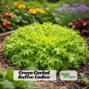 Green Curled Ruffec Endive Seeds - 50 Count - Frilly Leafy Vegetable - Image 1