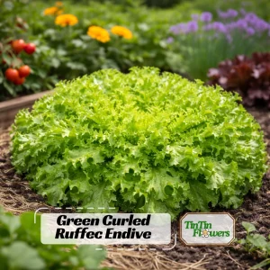 Green Curled Ruffec Endive Seeds - 50 Count - Frilly Leafy Vegetable - Image 1