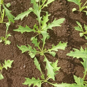 Green Mizuna Mustard Seeds - Japanese Asian Greens - 20 Seed Pack - Image 11