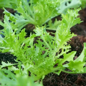 Green Mizuna Mustard Seeds - Japanese Asian Greens - 20 Seed Pack - Image 12