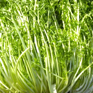 Green Mizuna Mustard Seeds - Japanese Asian Greens - 20 Seed Pack - Image 2