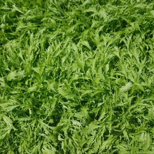 Green Mizuna Mustard Seeds - Japanese Asian Greens - 20 Seed Pack - Image 3